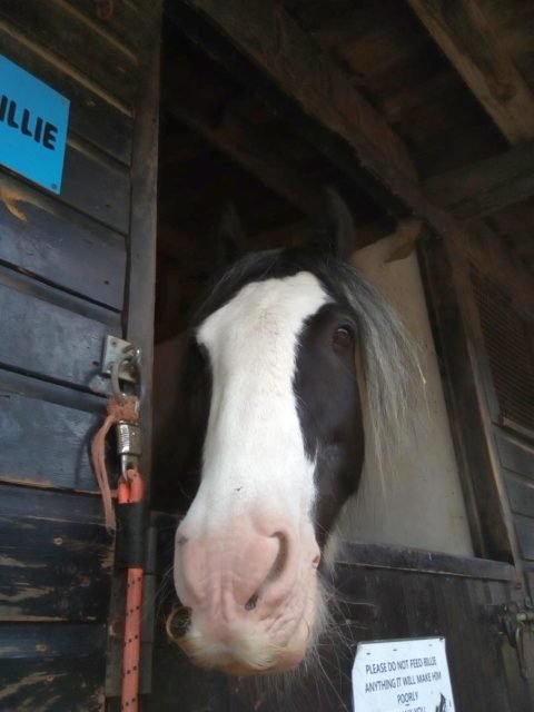 cheval moustachu dans un centre équestre