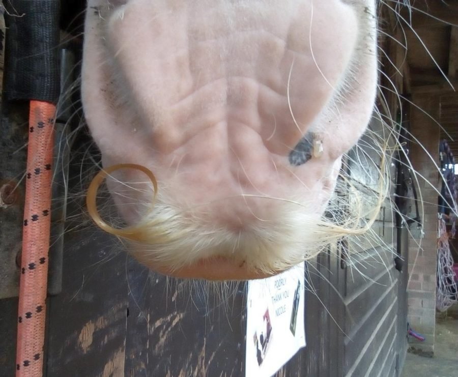 moustaches de cheval