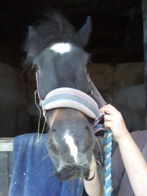 cheval à moustache