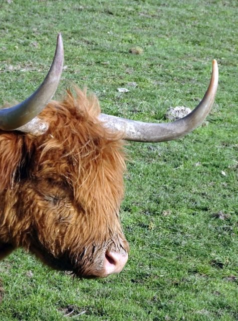 vache écossaise