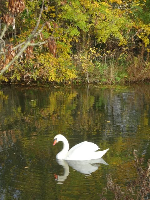 Cygne