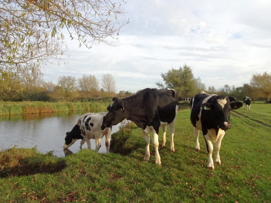 vaches