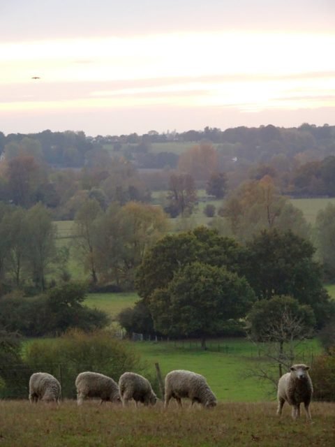 moutons campagne anglaise