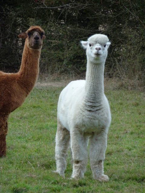 lama