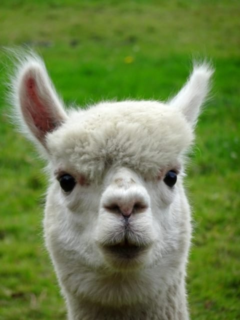 portrait de lama