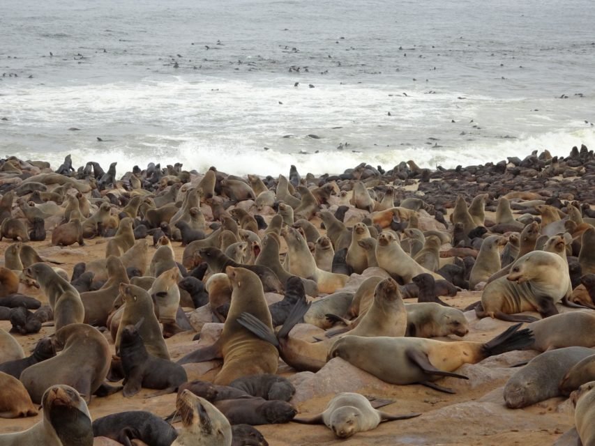 otaries en Namibie