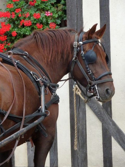 campagne cheval de trait