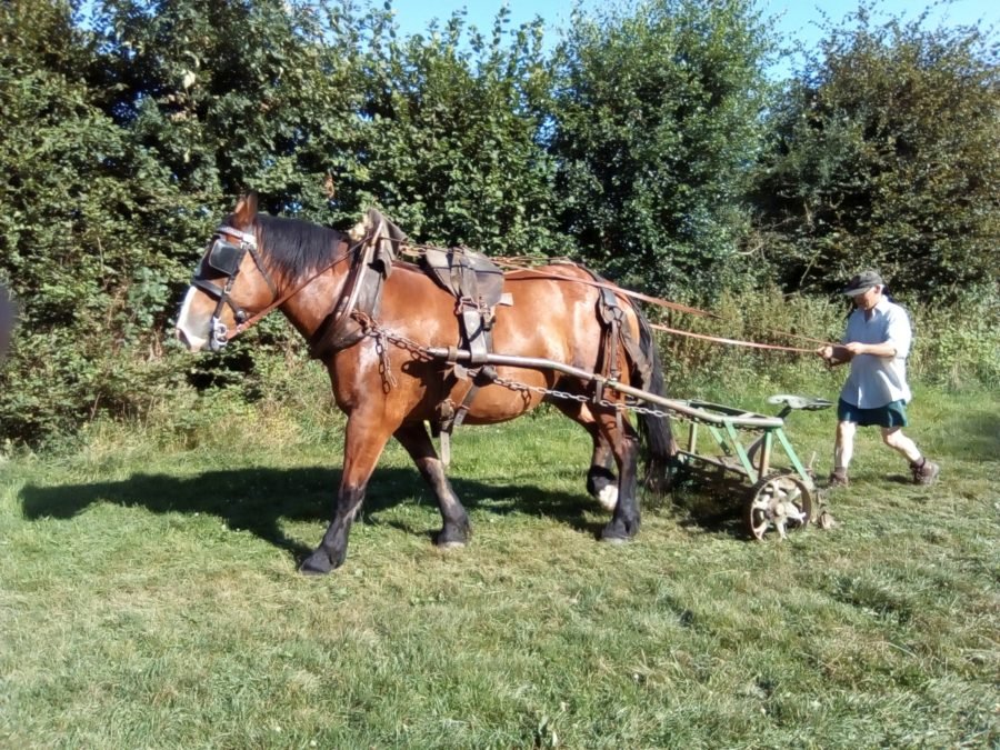 tondre la pelouse avec un cheval à la campagne